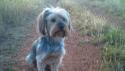 mi perro truco busca novia